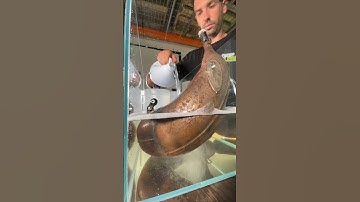 Did our rust remover do the trick in restoring this exhaust pipe? 😳✅ #gripclean #rustremover #fmf