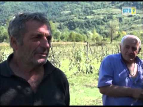 დასეტყვილი ვენახები