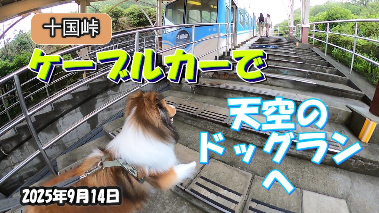 ケーブルカーで天空のドッグラン～十国峠 ＠20250914 - YouTube