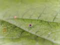 Predatory mites hunting two-spotted spider mites