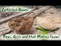 The Difference Between Male and Female Coturnix Quail | Japanese Quail Mating Foam!