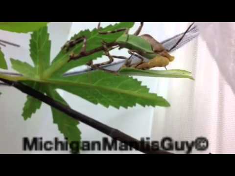 Texas unicorn mantis Mating: Phyllovates chlorophaena