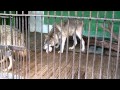 Wolves feed in Spb Zoo/Волки кормятся в Лен. зоопарке