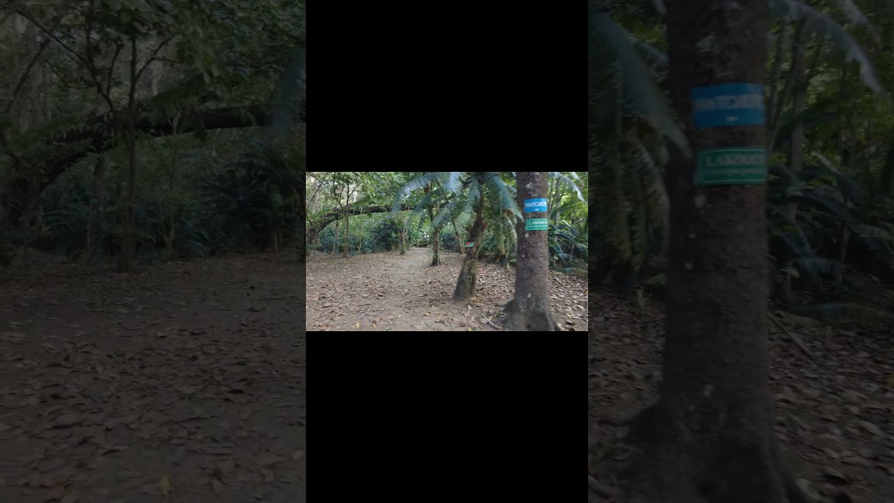 "Explore the Stunning Mangrove Walkway  