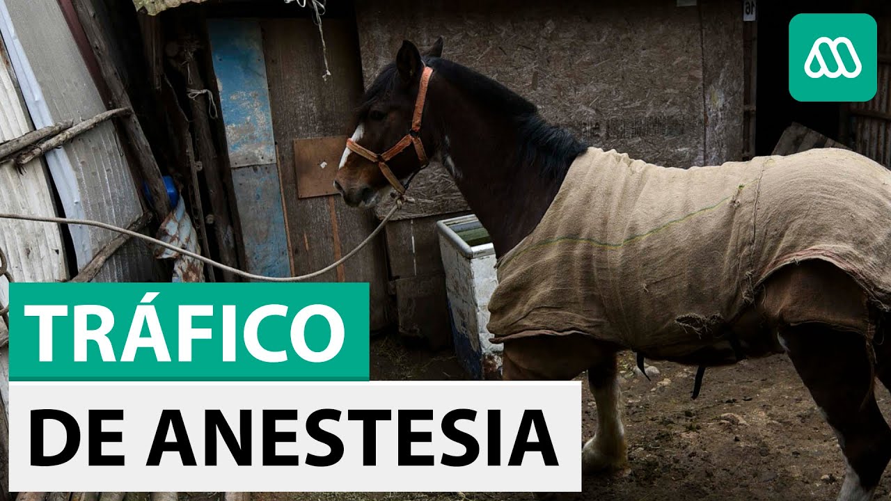 Reportajes | Alerta Ketamina: Banda traficaba anestesia para caballos