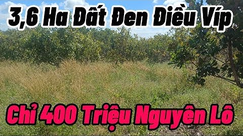 3,6 Ha Điều Đất Đen Bằng Đẹp Quá Chỉ 400 Tr Hết Đất Cách Dân Cư 3Km Còn Nhiều Tiện Ích Khác 