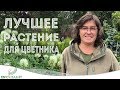 Что посадить в цветник? Необычный выбор