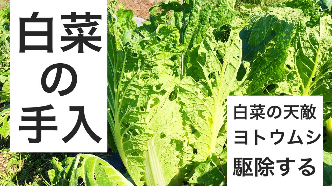 白菜が虫に食われた 原因はヨトウムシ 薬を使わずに解消する Youtube