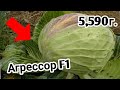 ГИГАНТСКАЯ капуста АГРЕССОР F1 🥦 от швейцарской  фирмы Syngenta