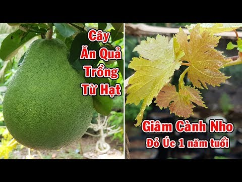 Video Cây ăn quả trồng từ hạt có trái hay không, giâm cành... - youtube