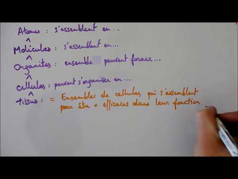 Vidéo: Niveaux Organisationnels De L'organisation De La Vie