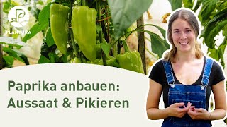Paprika anpfanzen: Aussaat & pikieren (Anleitung)