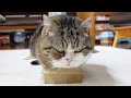 どう見ても溢れてるのにドヤ顔なねこ。-Maru is clearly overflowing, but he has a proud face.-