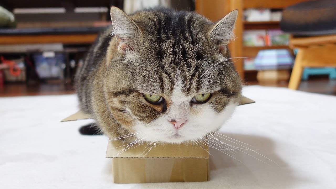 どう見ても溢れてるのにドヤ顔なねこ。-Maru is clearly overflowing