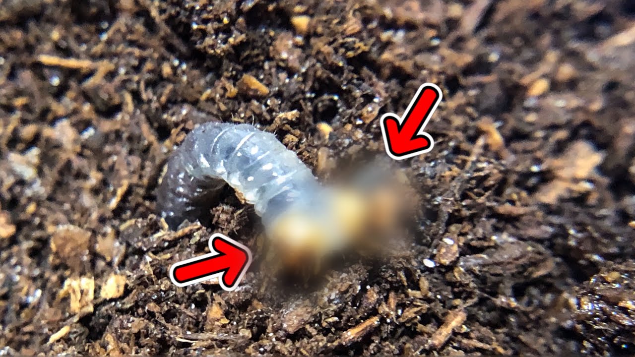 奇形】頭がヤバい幼虫が産まれました - YouTube