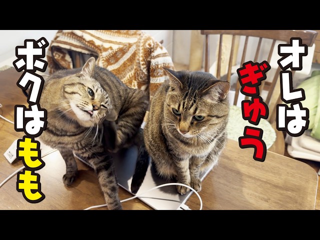 Does your cat know its own name? - YouTube