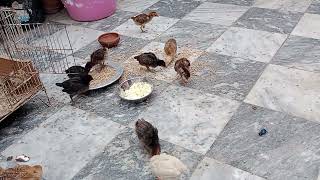 Morning routine of my chicken/چوزے مستی میں