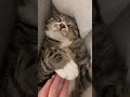 세상에서 제일 피곤한 고양이 #catlover #세발고양이 #막냉 #고양이 #떡실신