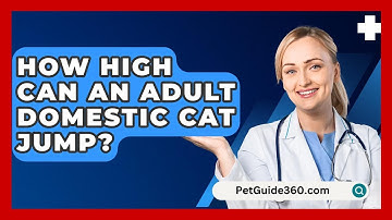 How High Can An Adult Domestic Cat Jump? - PetGuide360.com
