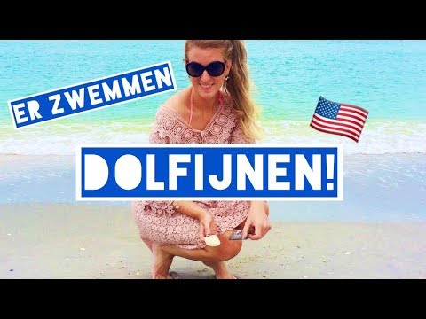 Video: Waar vind je schelpen in Florida