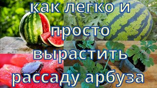 как вырастить рассаду арбуза дома