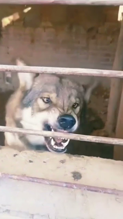 Angry Wolf#shots #shorts#wolf