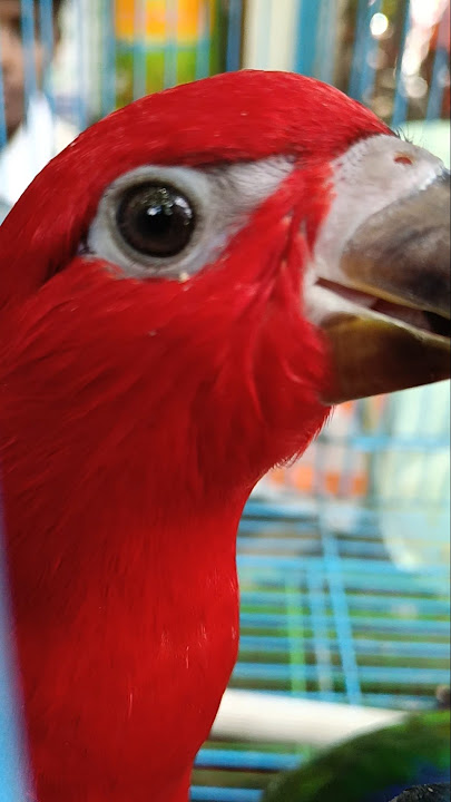 Red Lory