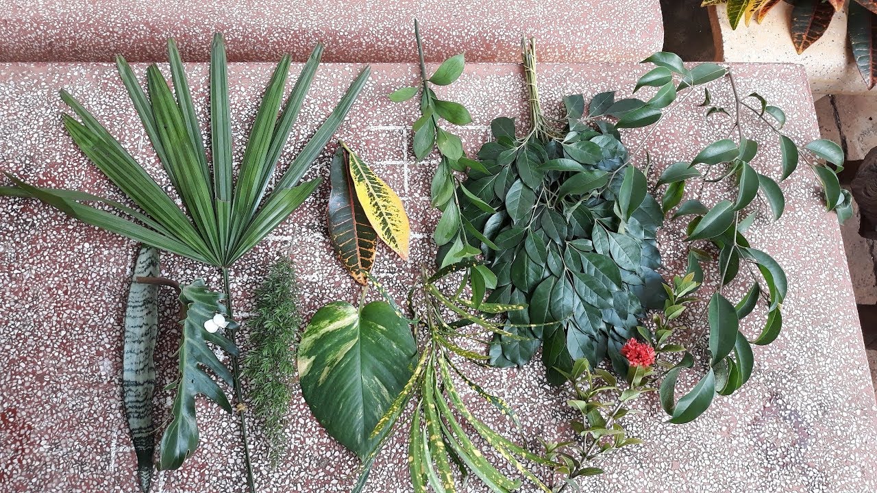 Tropical Leaf For Flower Arrangement - Part 2