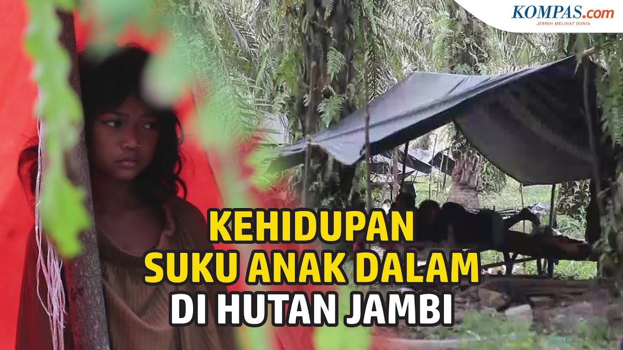 Kehidupan Suku Anak Dalam di Hutan Jambi