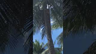 Skilful Cat Climbs Up Coconut Tree On Beach