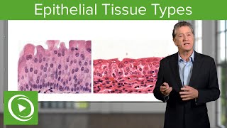 Epithelial Tissue: Sections & Functions  – Histology | Lecturio