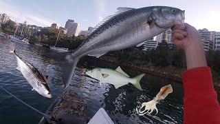 Bonito, tailor, salmon and squid - Kayak Fishing Sydney Harbour