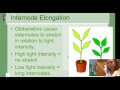 Plant Growth Regulators: What are Plant Hormones [Horticulture 101 Series]