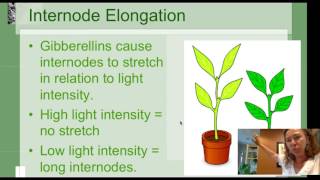 Plant Growth Regulators: What are Plant Hormones [Horticulture 101 Series]