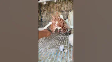 راقده ف الطاجن من فتره Birds 
