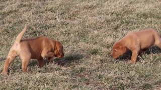 Fox Red Labrador Retriever Puppies For Sale