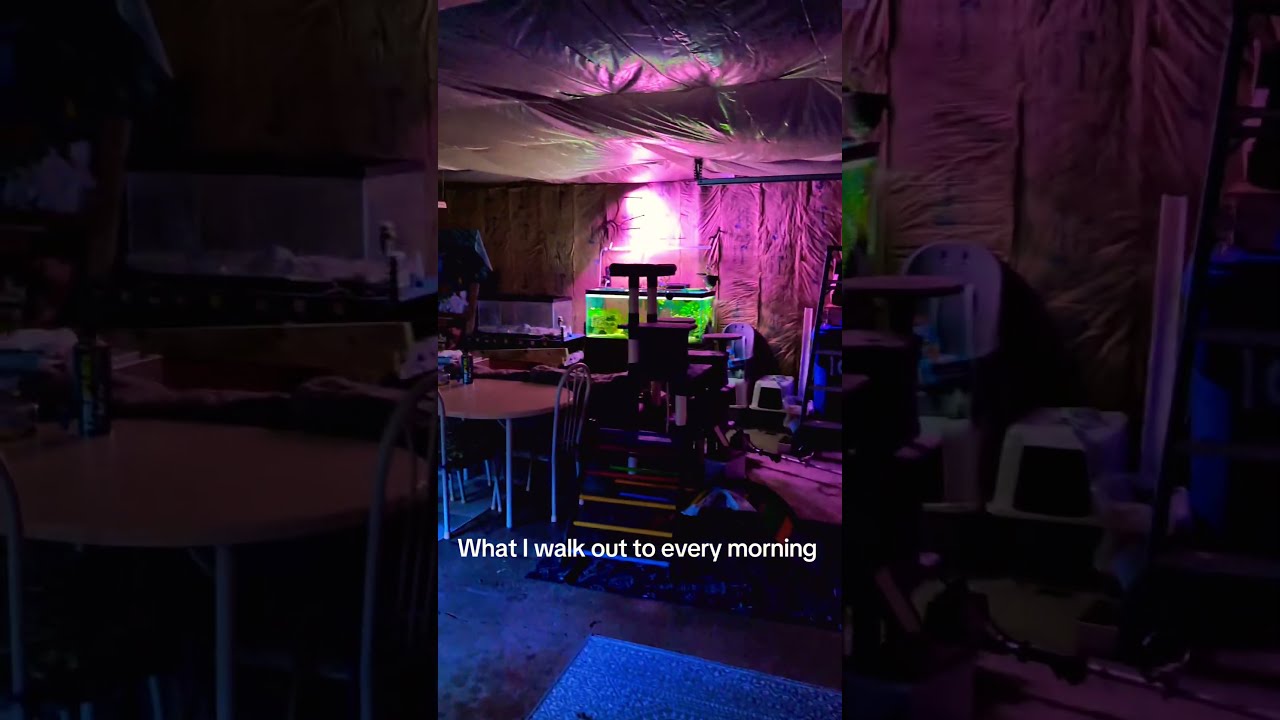So Peaceful To Walk Out Aquarium Fishtank Garage Chill Hoyetaquatics Aquascape