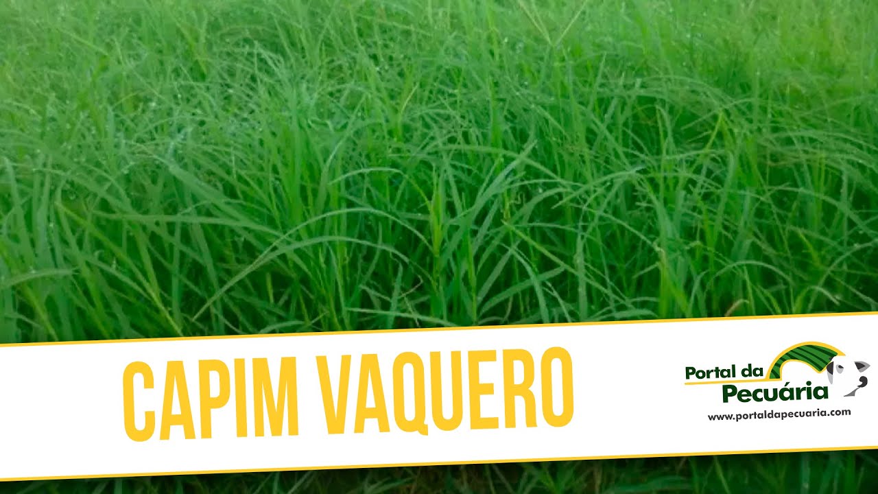 Capim Vaquero - YouTube