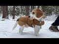 Cute beagle wears carhartt jacket in snow 2023 edition