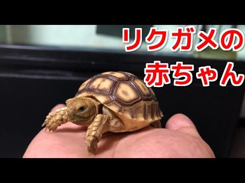 ケヅメリクガメの赤ちゃんを飼い始めました Youtube