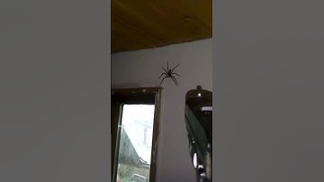 22lr Glock vs Giant spider #shorts #explore #viral #subscribe