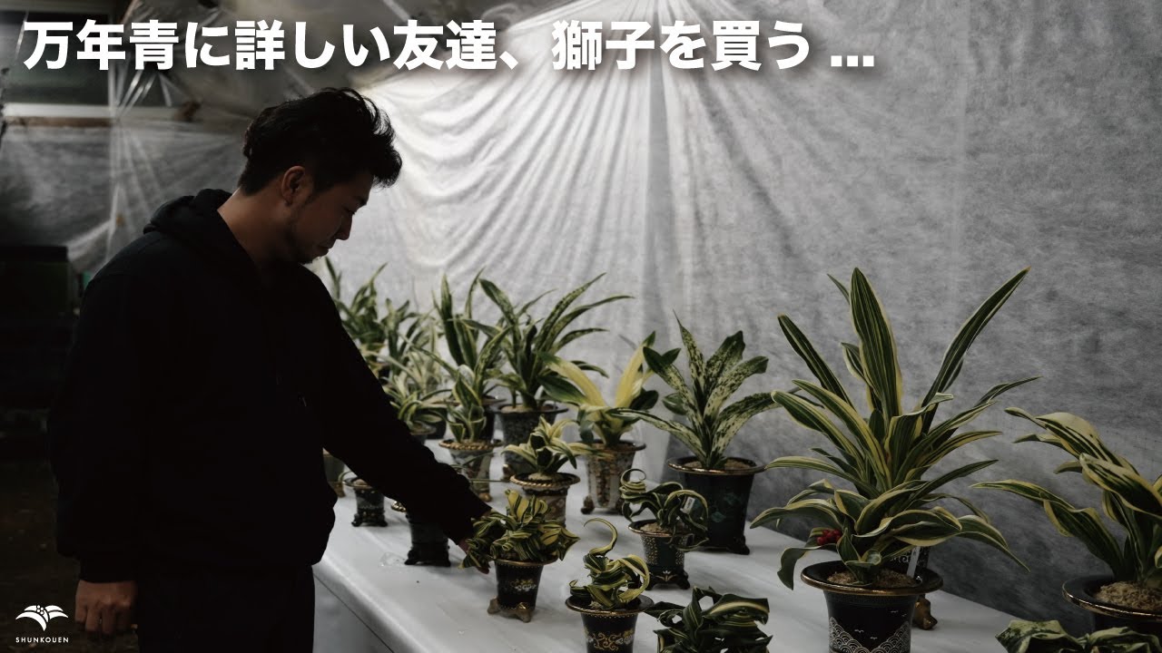 「万年青に詳しい友達、獅子を買う...」果てして何を購入するのか！？