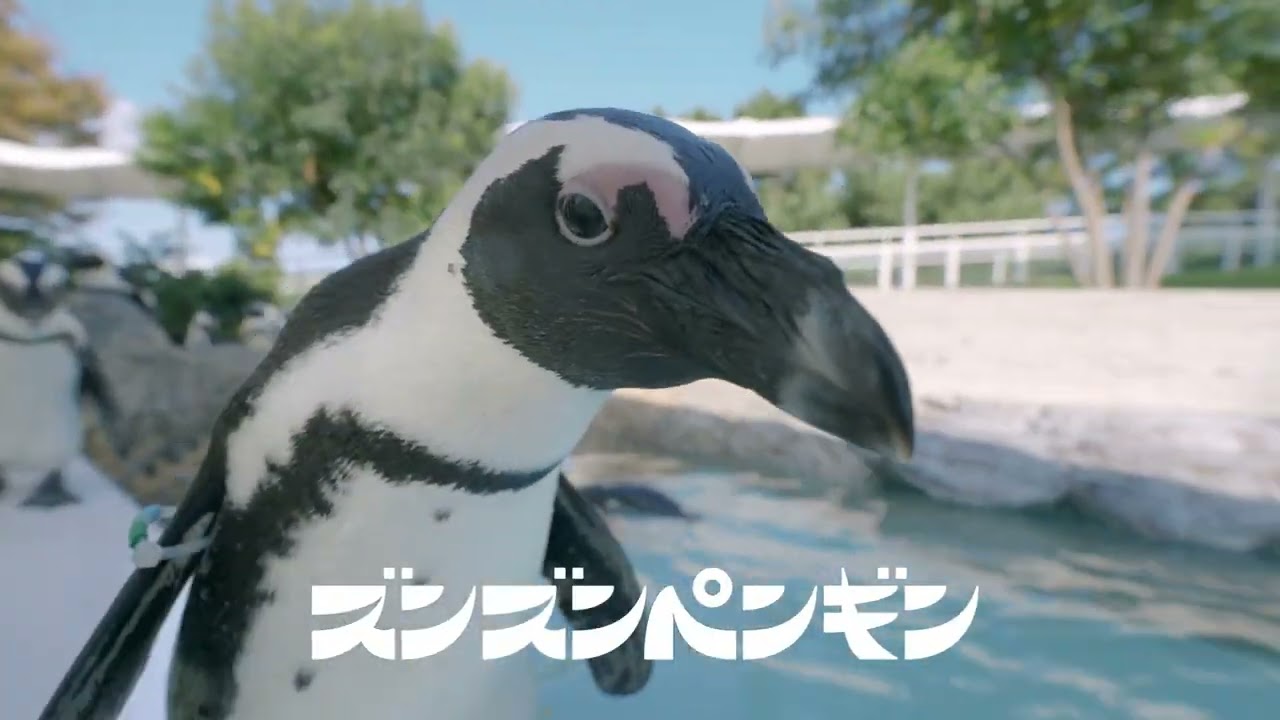 ズンズンペンギン【マリンワールド海の中道】 - YouTube