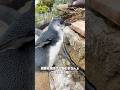 【ケープペンギン】段差を跳び上がるまろん🐧【サンシャイン水族館】#shorts #水族館