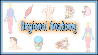 2. Regional Anatomy || 2D Animation