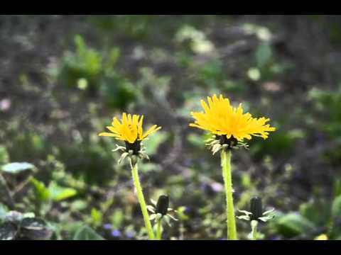 Video: Why Does A Dandelion Open In The Morning And Close In The Evening?