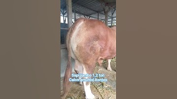 LIMUSIN SUPER JUMBO 1,2 TON CALON AMUNISI KONTES #sapi #sapisuper #sapijumbo #cow #viralshorts