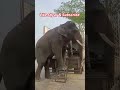 Tarbiyt ka asar #viralvideo #trand