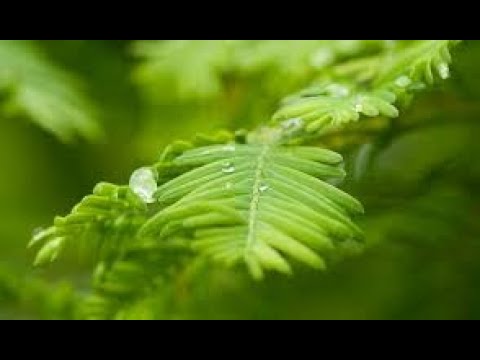 Video: Metasequoia Glyptostroboid