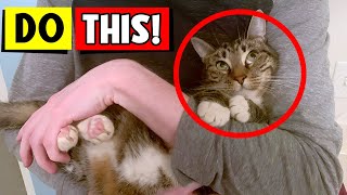8 SECRET WAYS to Tell Your Cats YOU LOVE THEM! (In a Way They Understand!)